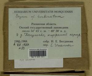 Ptychostomum turbinatum (Hedw.) J.R. Spence, Гербарий мохообразных, Мхи - Центральное Нечерноземье (B6) (Россия)