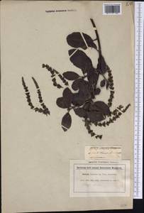 Garrya elliptica Douglas ex Lindl., Америка (AMER) (Великобритания)