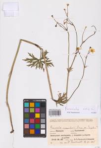 Лютик едкий L., Восточная Европа, Восточный район (E10) (Россия)