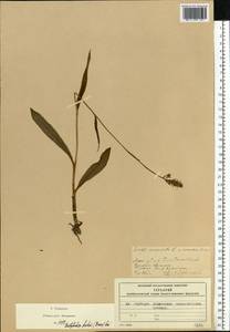 Пальчатокоренник Фукса (Druce) Soó, Восточная Европа, Московская область и Москва (E4a) (Россия)