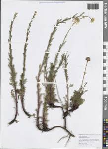 Трехреберник непахучий, Ромашка непахучая (L.) Sch.-Bip, Кавказ, Черноморское побережье (от Новороссийска до Адлера) (K3) (Россия)