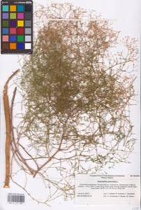 Качим метельчатый L., Восточная Европа, Нижневолжский район (E9) (Россия)