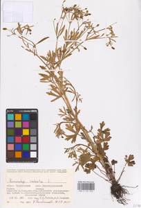 Лютик ядовитый L., Восточная Европа, Восточный район (E10) (Россия)