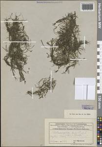 Рдест маленький L., Средняя Азия и Казахстан, Муюнкумы, Прибалхашье и Бетпак-Дала (M9) (Казахстан)