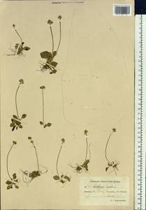 Камнеломка снежная (L.) Small, Сибирь, Чукотка и Камчатка (S7) (Россия)