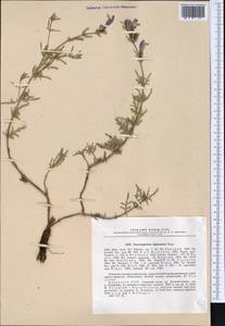 Змееголовник дваждыперистый Rupr., Средняя Азия и Казахстан, Северный и Центральный Тянь-Шань (M4) (Казахстан)