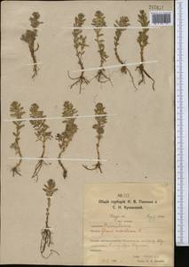 Lysimachia maritima (L.) Galasso, Banfi & Soldano, Средняя Азия и Казахстан, Северный и Центральный Казахстан (M10) (Казахстан)