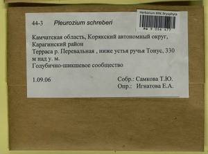 Pleurozium schreberi (Willd. ex Brid.) Mitt., Гербарий мохообразных, Мхи - Чукотка и Камчатка (B21) (Россия)