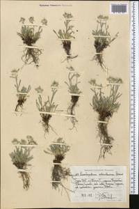 Leontopodium leontopodinum (DC.) Hand.-Mazz., Средняя Азия и Казахстан, Памир и Памиро-Алай (M2) (Таджикистан)