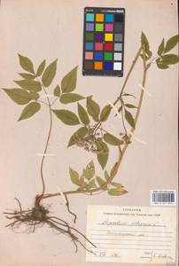 Сныть обыкновенная L., Восточная Европа, Московская область и Москва (E4a) (Россия)
