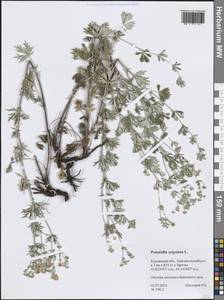 Лапчатка серебристая L., Сибирь, Западная Сибирь (S1) (Россия)