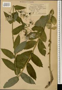 Колокольчик молочноцветковый M.Bieb., Кавказ, Южная Осетия (K4b) (Южная Осетия)