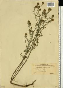 Centaurea stoebe subsp. stoebe, Восточная Европа, Западно-Украинский район (E13) (Украина)