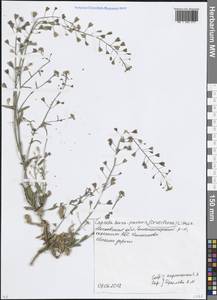 Пастушья сумка обыкновенная (L.) Medik., Восточная Европа, Московская область и Москва (E4a) (Россия)