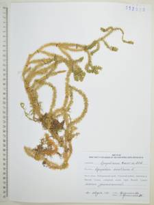 Spinulum annotinum subsp. annotinum, Сибирь, Дальний Восток (S6) (Россия)