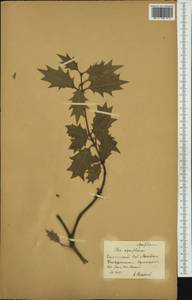 Ilex aquifolium L., Западная Европа (EUR) (Россия)