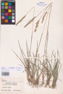 Koeleria macrantha subsp. macrantha, Восточная Европа, Нижневолжский район (E9) (Россия)