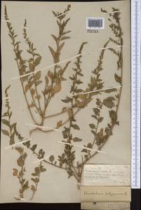 Lipandra polysperma (L.) S.Fuentes, Uotila & Borsch, Средняя Азия и Казахстан, Муюнкумы, Прибалхашье и Бетпак-Дала (M9) (Казахстан)