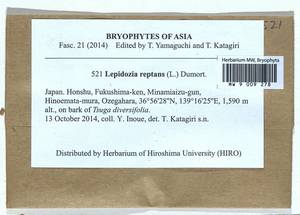 Lepidozia reptans (L.) Dumort., Гербарий мохообразных, Мхи - Азия (вне границ бывшего СССР) (BAs) (Япония)