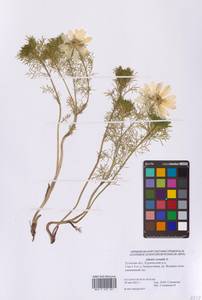 Горицвет весенний, Адонис весенний L., Восточная Европа, Центральный район (E4) (Россия)