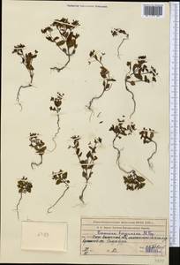 Вероника краснолистная Boiss., Средняя Азия и Казахстан, Западный Тянь-Шань и Каратау (M3) (Казахстан)