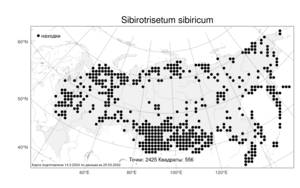 Sibirotrisetum sibiricum (Rupr.) Barberá, Атлас флоры России (FLORUS) (Россия)