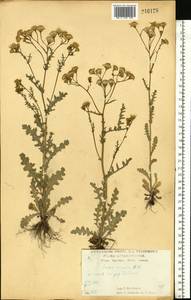 Крестовник весенний Waldst. & Kit., Восточная Европа, Центральный лесостепной район (E6) (Россия)