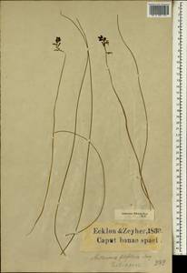 Drimia filifolia (Poir.) J.C.Manning & Goldblatt, Африка (AFR) (ЮАР)