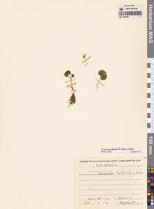 Viola crassa subsp. avatschensis (W.Becker & Hultén) Espeut, Сибирь, Чукотка и Камчатка (S7) (Россия)