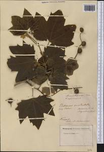 Platanus occidentalis L., Америка (AMER) (Неизвестно)