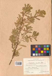 Молочай острый L., Сибирь, Дальний Восток (S6) (Россия)