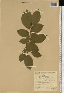 Граб обыкновенный, Граб кавказский L., Западная Европа (EUR) (Польша)