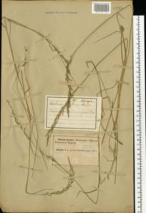 Мятлик дубравный L., Восточная Европа, Северный район (E1) (Россия)