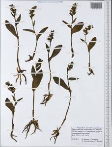 Любка комарниковая (L.f.) Lindl., Сибирь, Чукотка и Камчатка (S7) (Россия)