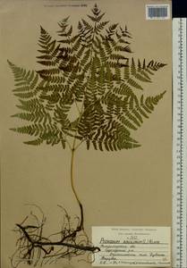 Pteridium aquilinum subsp. pinetorum (C. N. Page & R. R. Mill) J. A. Thomson, Восточная Европа, Центральный район (E4) (Россия)
