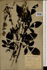 Клазея пятилистная (Willd.) Greuter & Wagenitz, Кавказ, Абхазия (K4a) (Абхазия)
