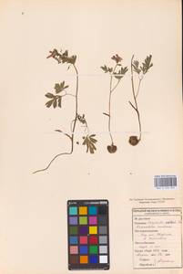 Хохлатка плотная (L.) Clairv., Восточная Европа, Средневолжский район (E8) (Россия)