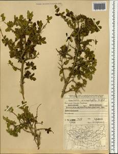 Жимолость мелколистная Willd. ex Roem. & Schult., Монголия (MONG) (Монголия)