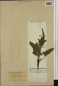 Блитум доброго Генриха (L.) Rchb., Западная Европа (EUR) (Германия)