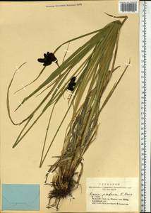 Carex caucasica subsp. caucasica, Сибирь, Алтай и Саяны (S2) (Россия)