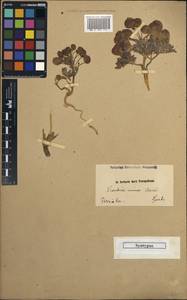 Leontice leontopetalum subsp. armeniaca (B. Boivin) Coode, Зарубежная Азия (ASIA) (Иран)