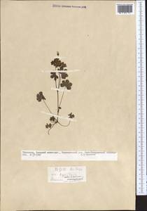 Герань круглолистная L., Средняя Азия и Казахстан, Копетдаг, Бадхыз, Малый и Большой Балхан (M1) (Туркмения)