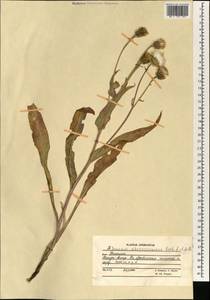 Senecio paulsenii subsp. khorasanicus (Rech. fil. & Aellen) B. Nord., Зарубежная Азия (ASIA) (Афганистан)