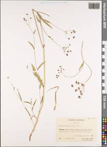 Bupleurum gracilipes Diels, Зарубежная Азия (ASIA) (КНР)