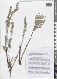 Artemisia gmelinii var. messerschmidiana (Besser) Poljakov, Сибирь, Прибайкалье и Забайкалье (S4) (Россия)