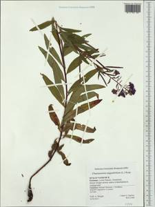 Chamaenerion angustifolium subsp. angustifolium, Западная Европа (EUR) (Германия)