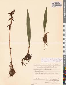 Ореорхис раскидистый (Lindl.) Lindl., Сибирь, Дальний Восток (S6) (Россия)