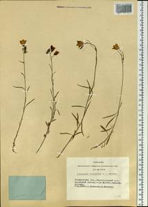 Колокольчик круглолистный L., Сибирь, Алтай и Саяны (S2) (Россия)