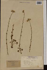 Saxifraga bulbifera L., Западная Европа (EUR) (Швейцария)