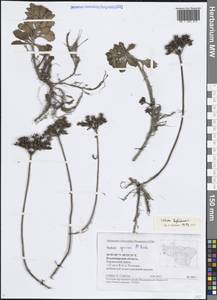 Очиток гибридный (L.) 't Hart, Восточная Европа, Центральный район (E4) (Россия)